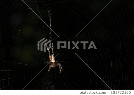 Creatures, spiders, Yanbaru Onigumo, on forest roads in April in Yamahara. Female waiting for food in the middle of the nest 101722190