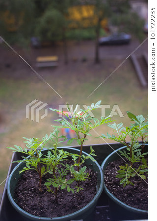 young seedlings of Chernobryvtsy flowers in pots on the balcony young seedlings of Chernobryvtsy flowers in pots on the balcony 101722235
