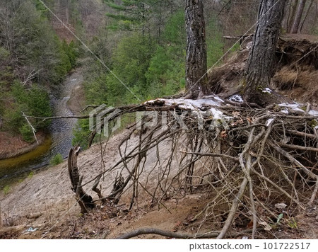 Severe Erosion along a steep ravine above a river reveal the bare root systems of pine trees in soil Severe Erosion along a steep ravine above a river reveal the bare root systems of pine trees in soil 101722517