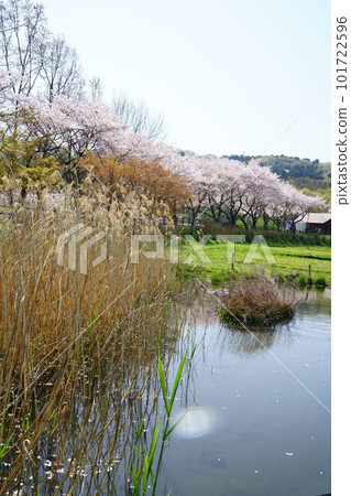 4494 Kinchakuda Biotope 101722596