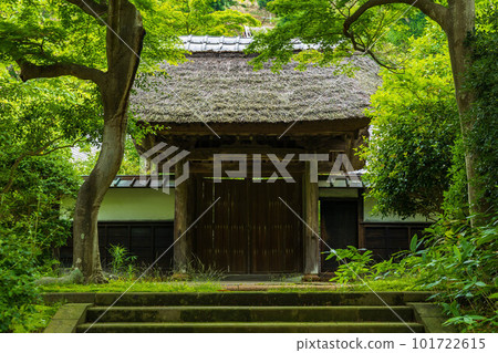 Early summer in the ancient capital of Kamakura, Engakuji temple with lush greenery, Kojirin Early summer in the ancient capital of Kamakura, Engakuji temple with lush greenery, Kojirin 101722615