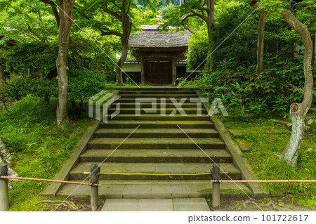 Early summer in the ancient capital of Kamakura, Engakuji temple with lush greenery, Kojirin 101722617