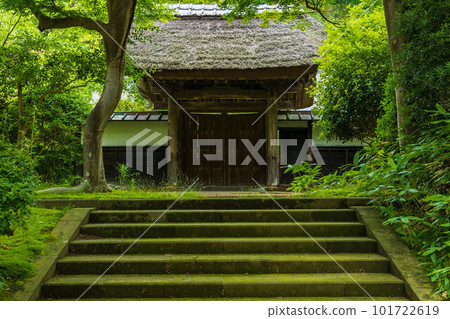 Early summer in the ancient capital of Kamakura, Engakuji temple with lush greenery, Kojirin 101722619