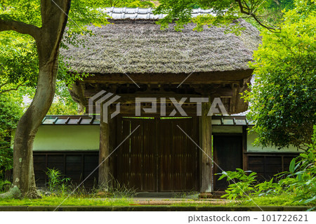 古都鎌倉的初夏，綠樹成蔭的圓覺寺，古次林 101722621