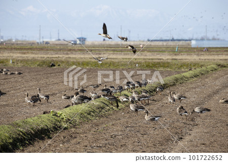 White-fronted geese that flew to the rice field 101722652