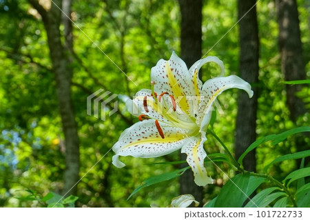 A large wild lily flower against the bright green forest background A large wild lily flower against the bright green forest background 101722733