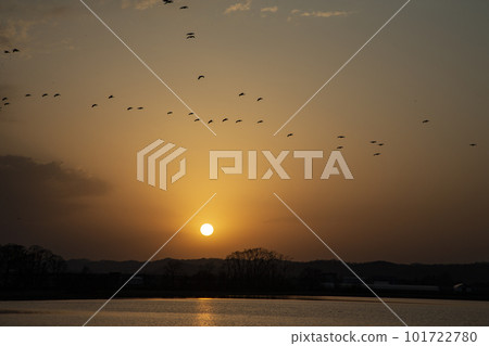 A flock of white-fronted geese flying in the sky 101722780