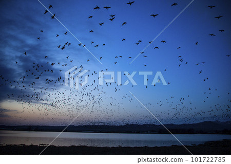 A flock of white-fronted geese flying in the sky A flock of white-fronted geese flying in the sky 101722785