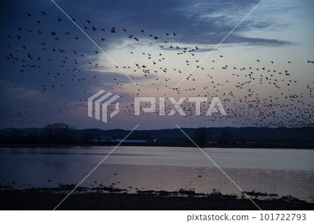 A flock of white-fronted geese flying in the sky 101722793