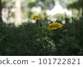 黃色的花，蒲公英 101722821