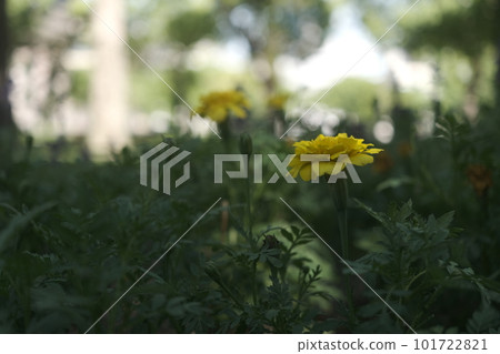 黃色的花,蒲公英 黃色的花,蒲公英 101722821
