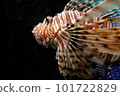紅獅子魚游泳 101722829