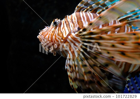 紅獅子魚游泳 紅獅子魚游泳 101722829