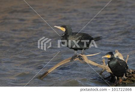 Great cormorant perching on driftwood Great cormorant perching on driftwood 101722866