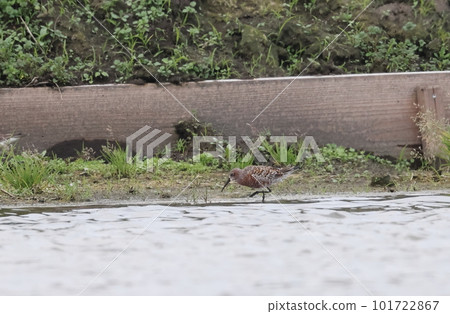 Summer plumage of a Japanese sandpiper walking in a paddy field Summer plumage of a Japanese sandpiper walking in a paddy field 101722867