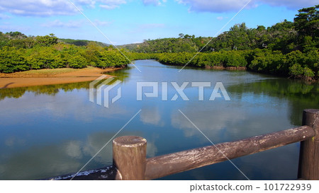 Superb view of Okinawa Mangrove Superb view of Okinawa Mangrove 101722939