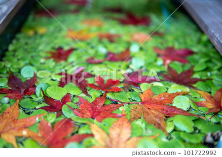 Japanese-style biotope and autumn leaves Autumn image 101722992