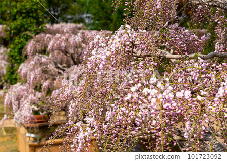 Beautiful wisteria flowers, light red wisteria Beautiful wisteria flowers, light red wisteria 101723092