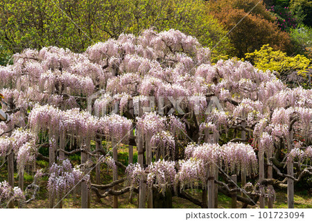 Beautiful wisteria flowers, light red wisteria Beautiful wisteria flowers, light red wisteria 101723094