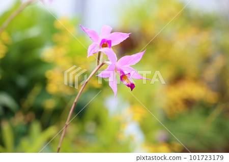 日本蘭花花Lelia 101723179