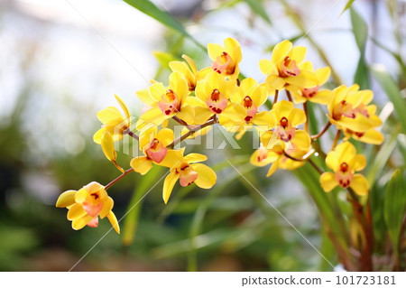 Ran flower Cymbidium Ran flower Cymbidium 101723181