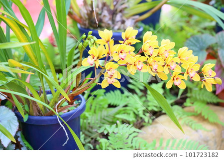 冉花大花蕙蘭 101723182