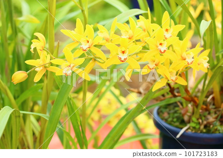 Ran flower Cymbidium Ran flower Cymbidium 101723183