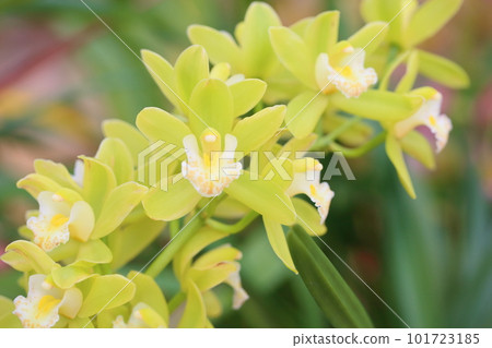 Ran flower Cymbidium 101723185