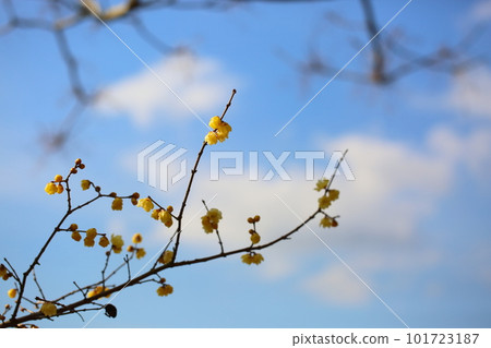 梅花 梅花 101723187
