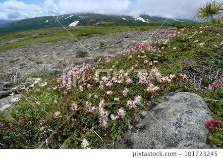 千島津櫻和高根原的殖民地(北海道大雪山) 千島津櫻和高根原的殖民地(北海道大雪山) 101723245