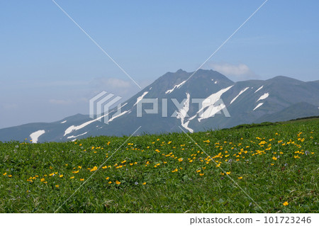 金蓮花群落和東村山（北海道大雪山） 101723246