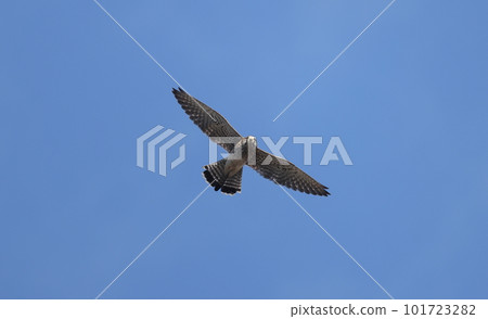 Flying Kestrel Flying Kestrel 101723282