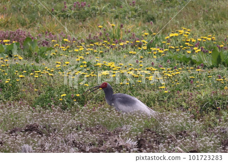 Breeding feather crested ibis Breeding feather crested ibis 101723283