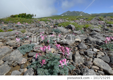 Dicentra 社區和白雲山（北海道大雪山） 101723295