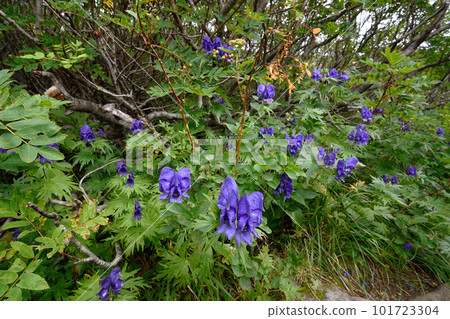 Daisetsu Aconite growing in colonies (Hokkaido Daisetsuzan) 101723304
