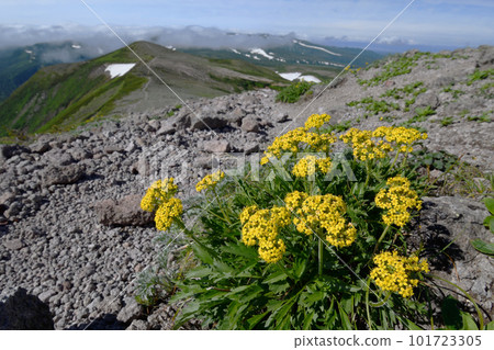 Takaneominaeshi and Midoridake (Hokkaido Daisetsuzan) 101723305