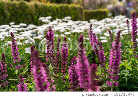 紫色羽扇豆和白色花朵 紫色羽扇豆和白色花朵 101723475