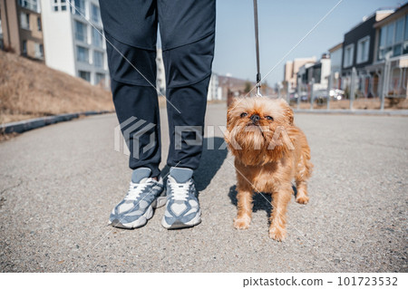 Brussels Griffon dog walks beautifully on a leash with the owner during a walk around the city 101723532