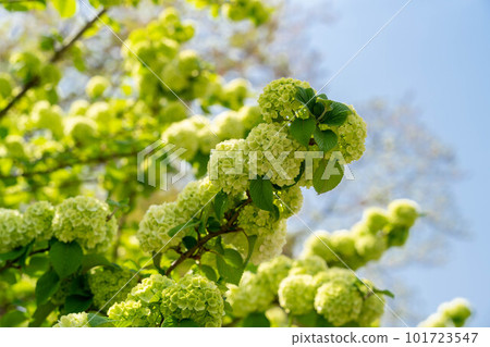 Famous tree Famous tree 101723547