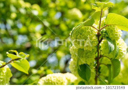 Famous tree Famous tree 101723549