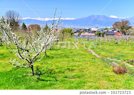 從信州高山村眺望飯綱山/飯綱山（長野縣高山村）[2023.4] 101723723