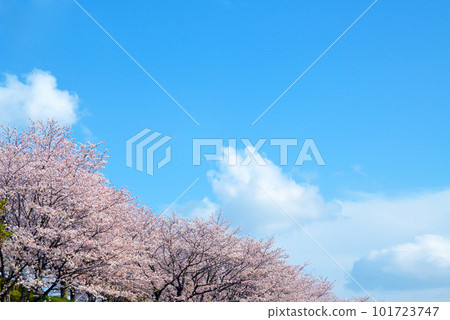 藍天櫻花盛開復制空間 101723747