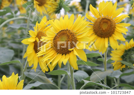 向日葵田中黃色向日葵花的特寫照片 向日葵田中黃色向日葵花的特寫照片 101723847