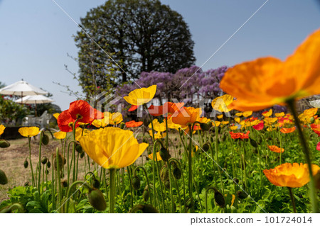 Flowerbed of colorful poppies Flowerbed of colorful poppies 101724014