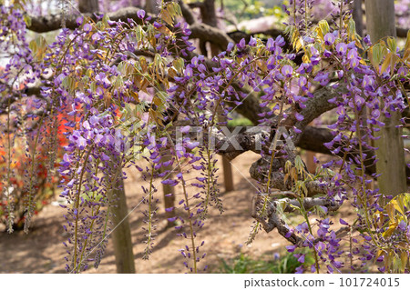 美麗的紫藤花 美麗的紫藤花 101724015