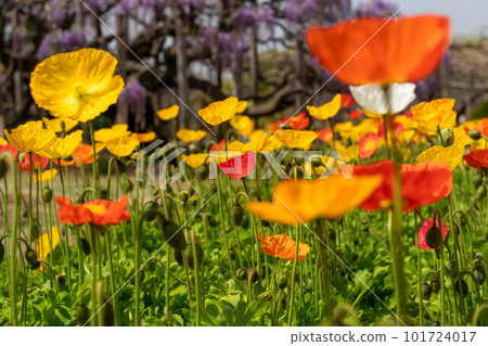Flowerbed of colorful poppies 101724017