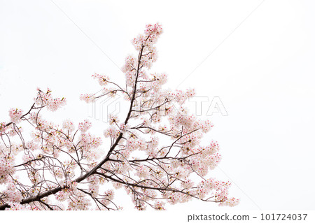 Colorful cherry blossoms shining in the spring sunshine Colorful cherry blossoms shining in the spring sunshine 101724037
