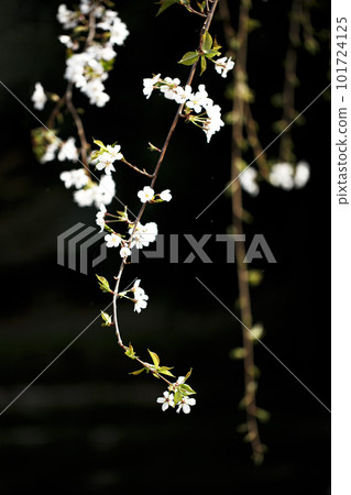Colorful cherry blossoms shining in the spring sunshine Colorful cherry blossoms shining in the spring sunshine 101724125