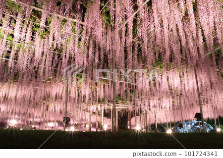 足利花卉公園:Ofuji 的燈飾 足利花卉公園:Ofuji 的燈飾 101724341