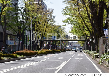 前橋市，前橋站前櫸樹綠樹成蔭的街道上的新綠櫸樹 101724553
